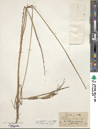 Carex aquatilis image