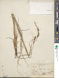 Carex aquatilis image