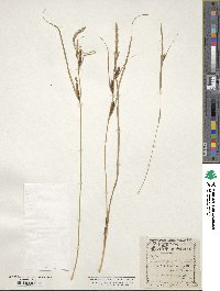 Carex aquatilis image