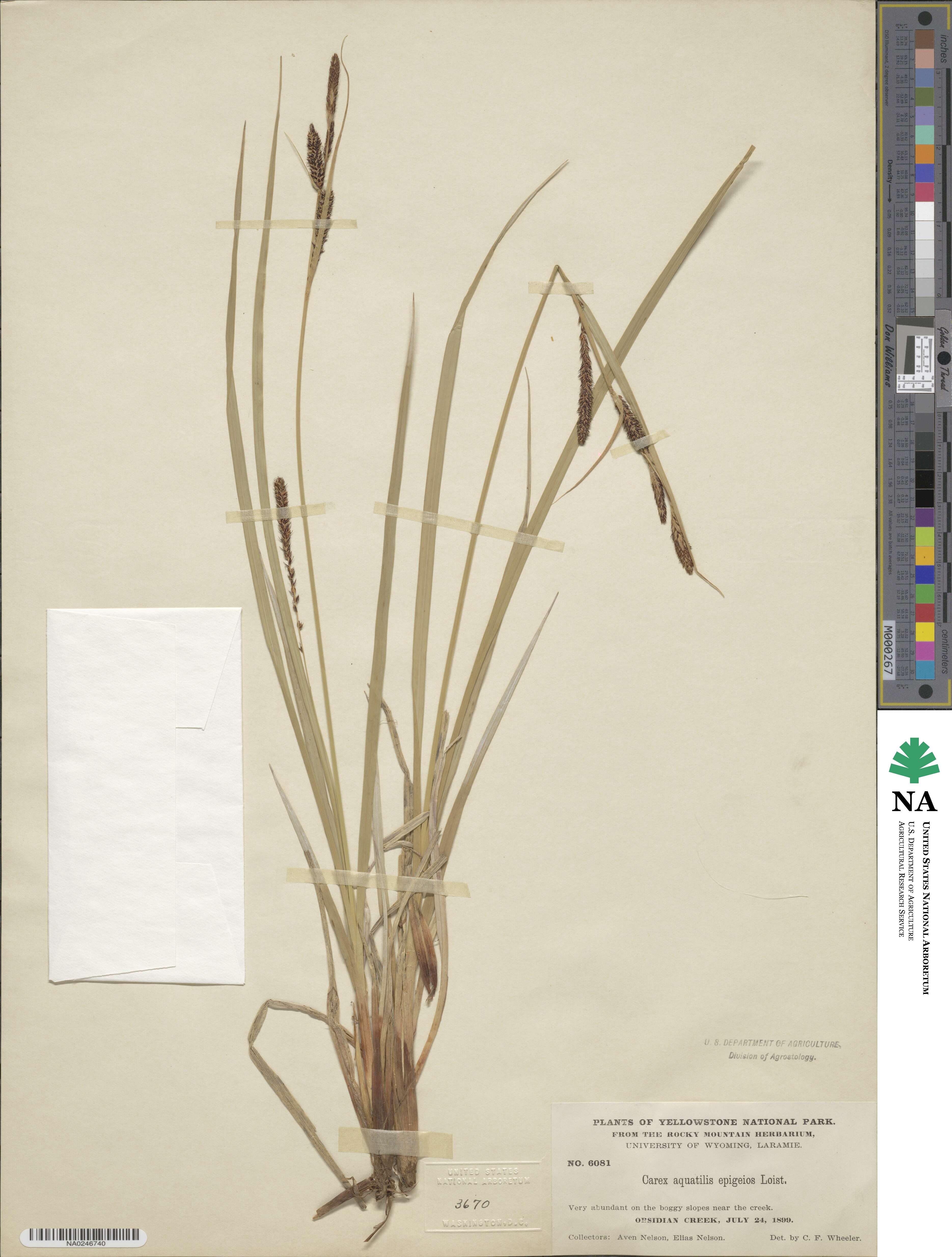 Carex salina var. salina image