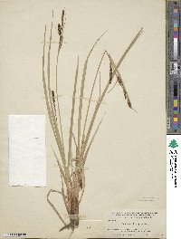 Carex salina var. salina image