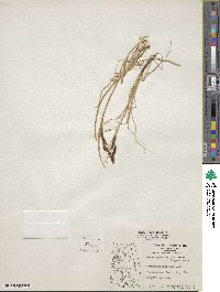 Carex aquatilis image