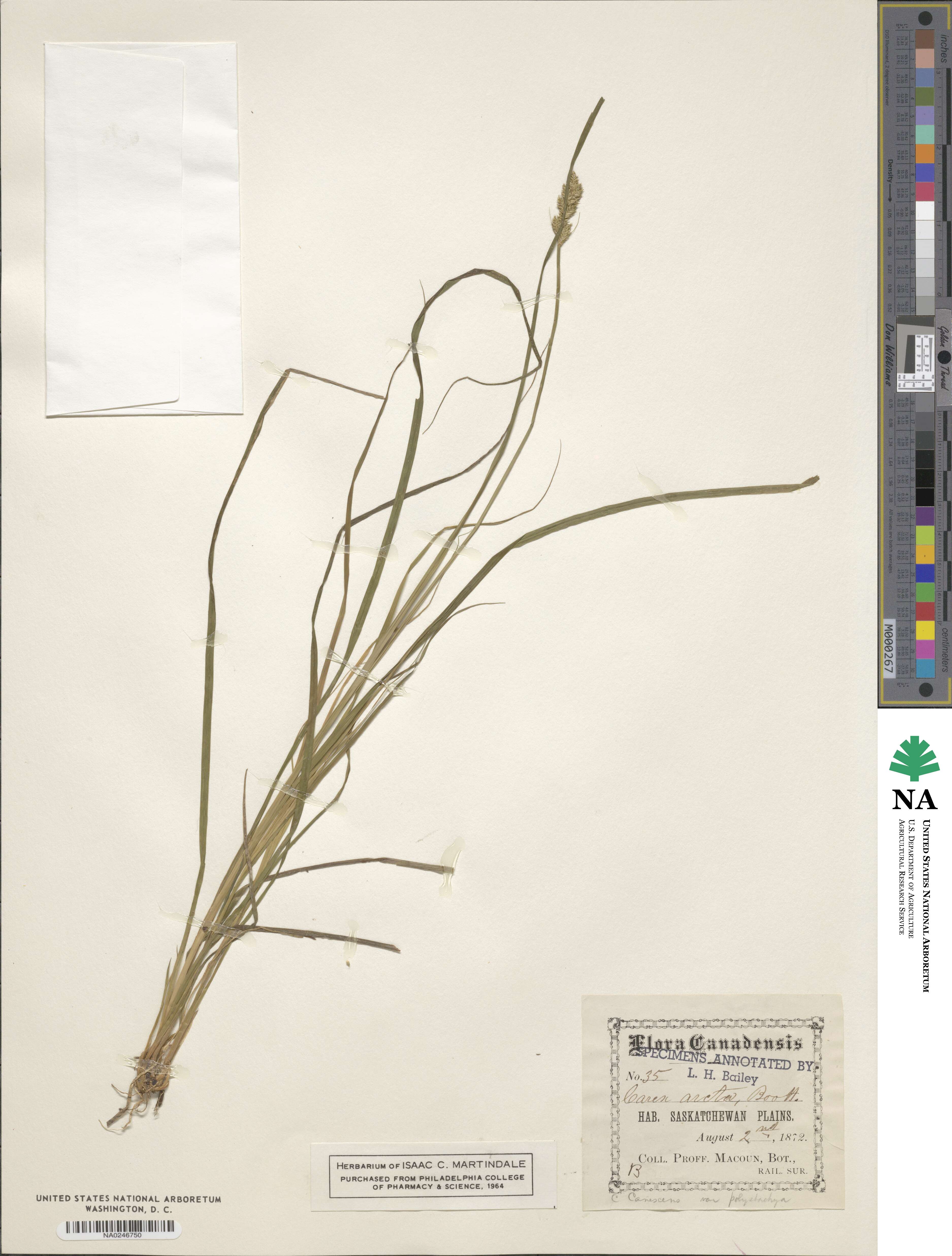 Carex arcta image