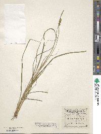 Carex arcta image