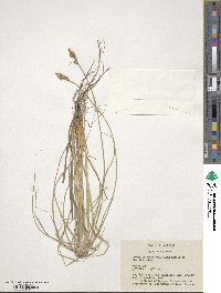 Carex arcta image