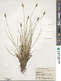 Carex arcta image