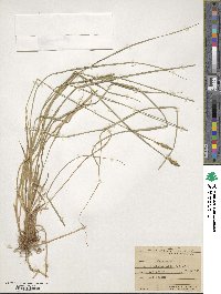 Carex arcta image