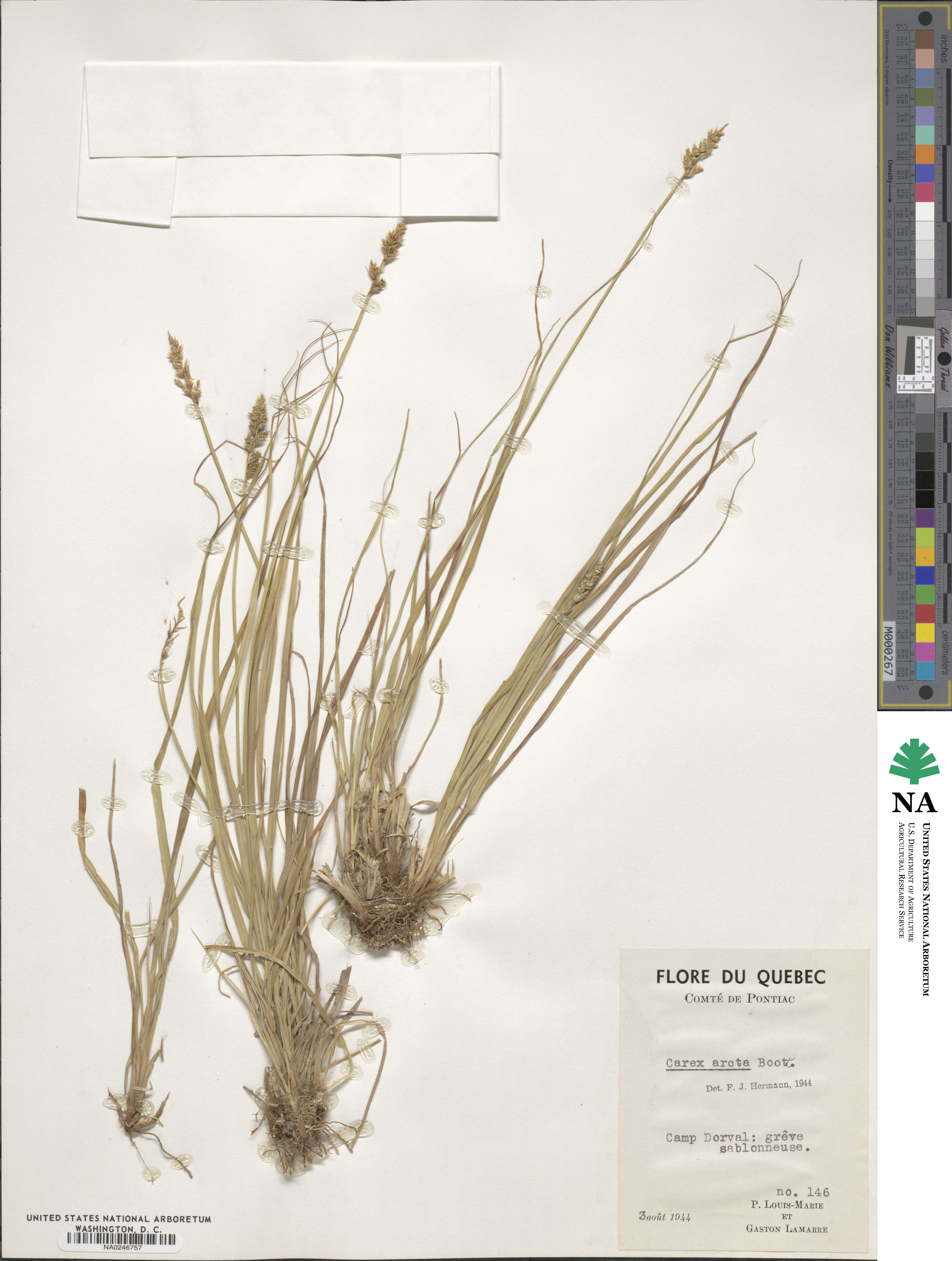 Carex arcta image