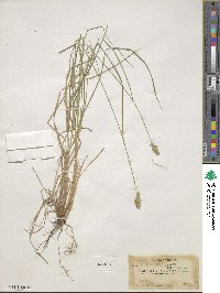 Carex arcta image