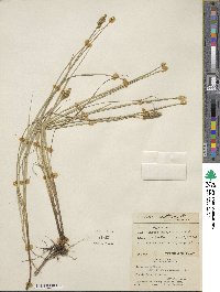 Carex arcta image