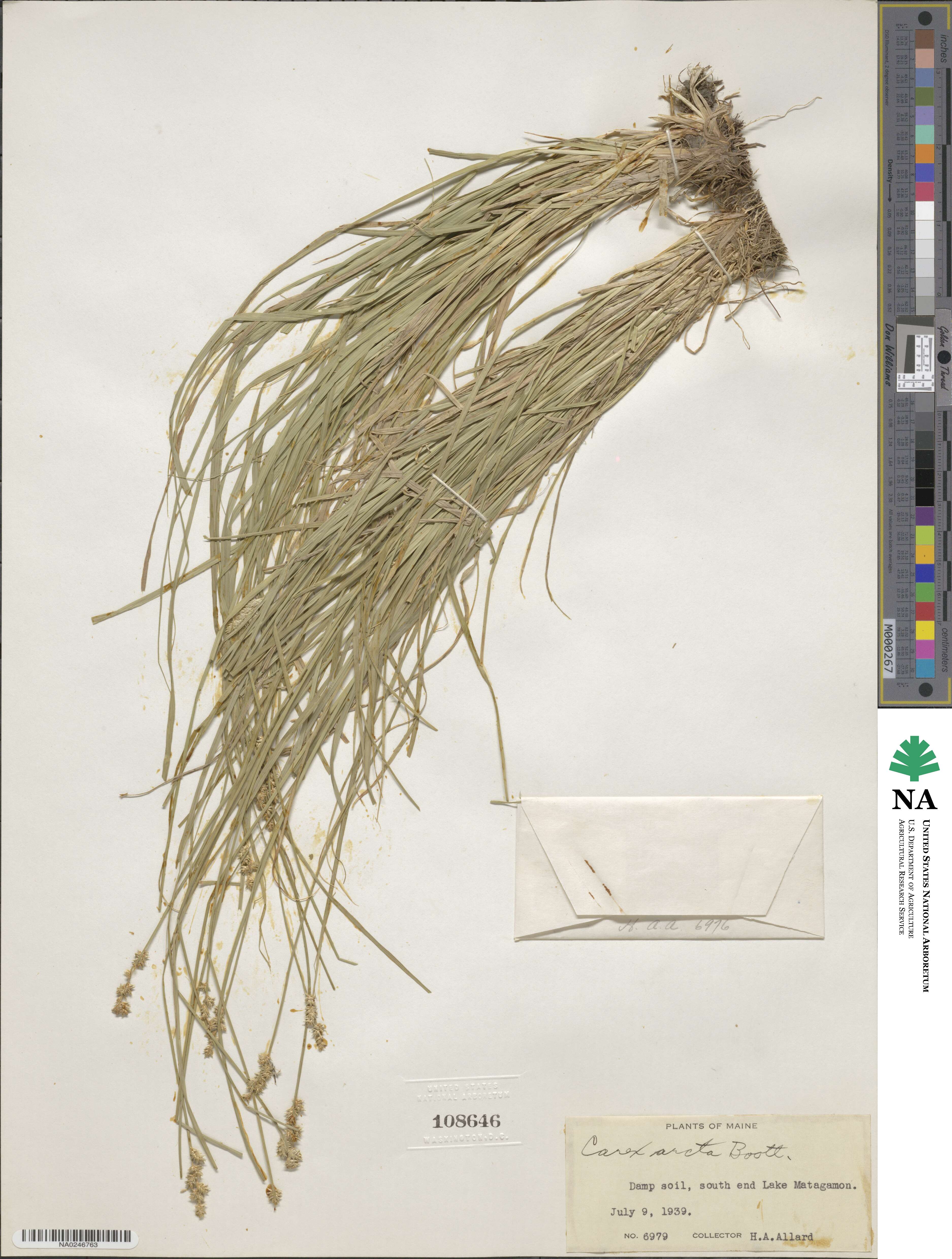 Carex arcta image