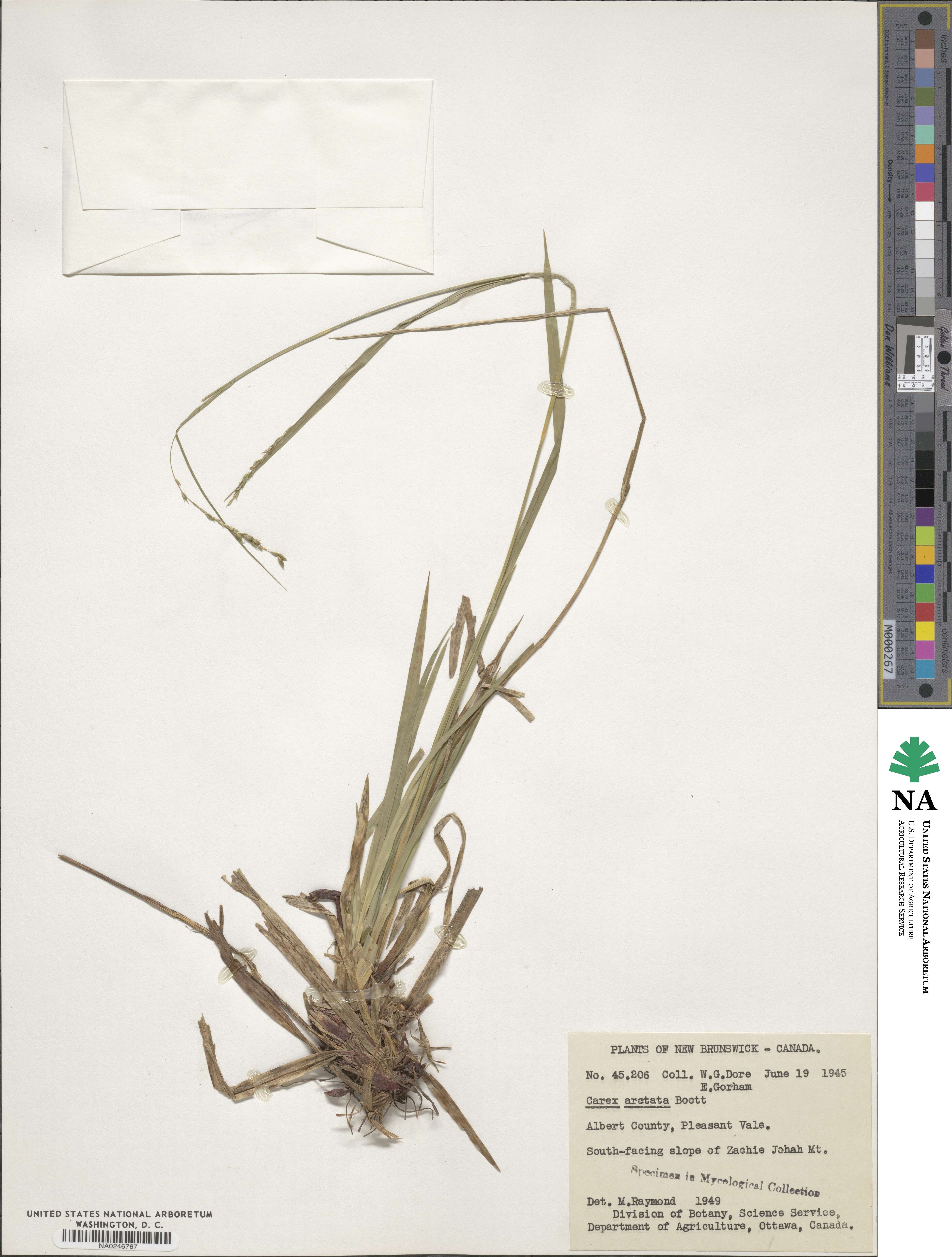 Carex arctata image