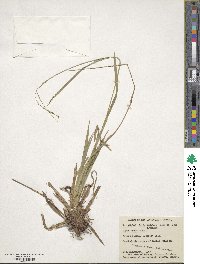 Carex arctata image