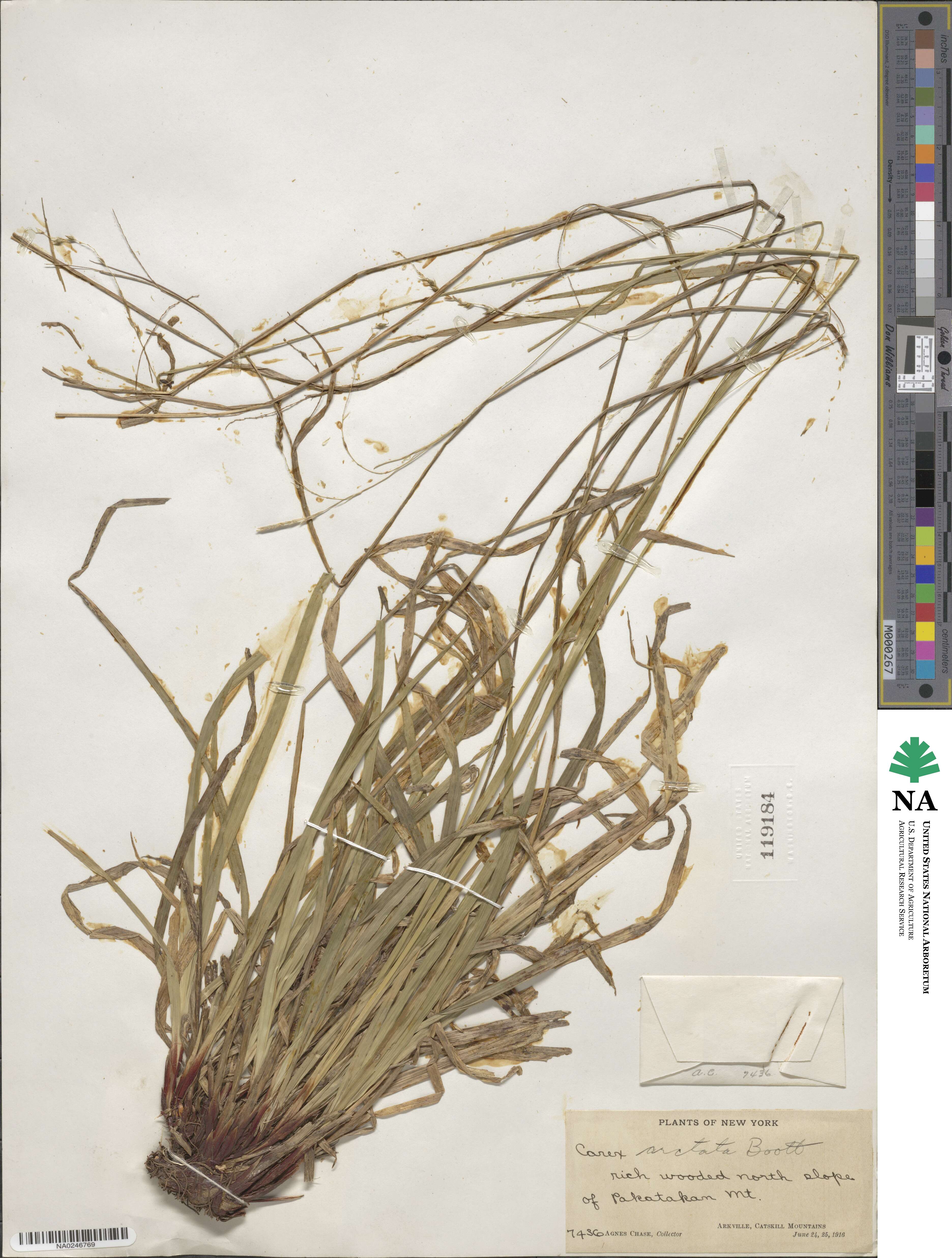 Carex arctata image