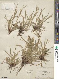 Carex arctata image