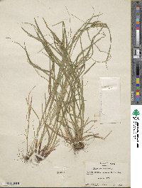 Carex arctata image