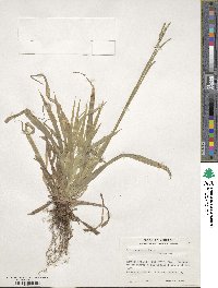 Carex arctata image