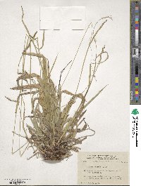 Carex arctata image