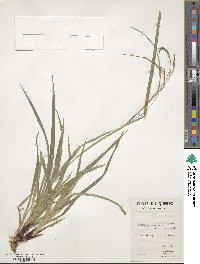 Carex arctata image