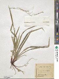 Carex arctata image