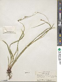 Carex arctata image