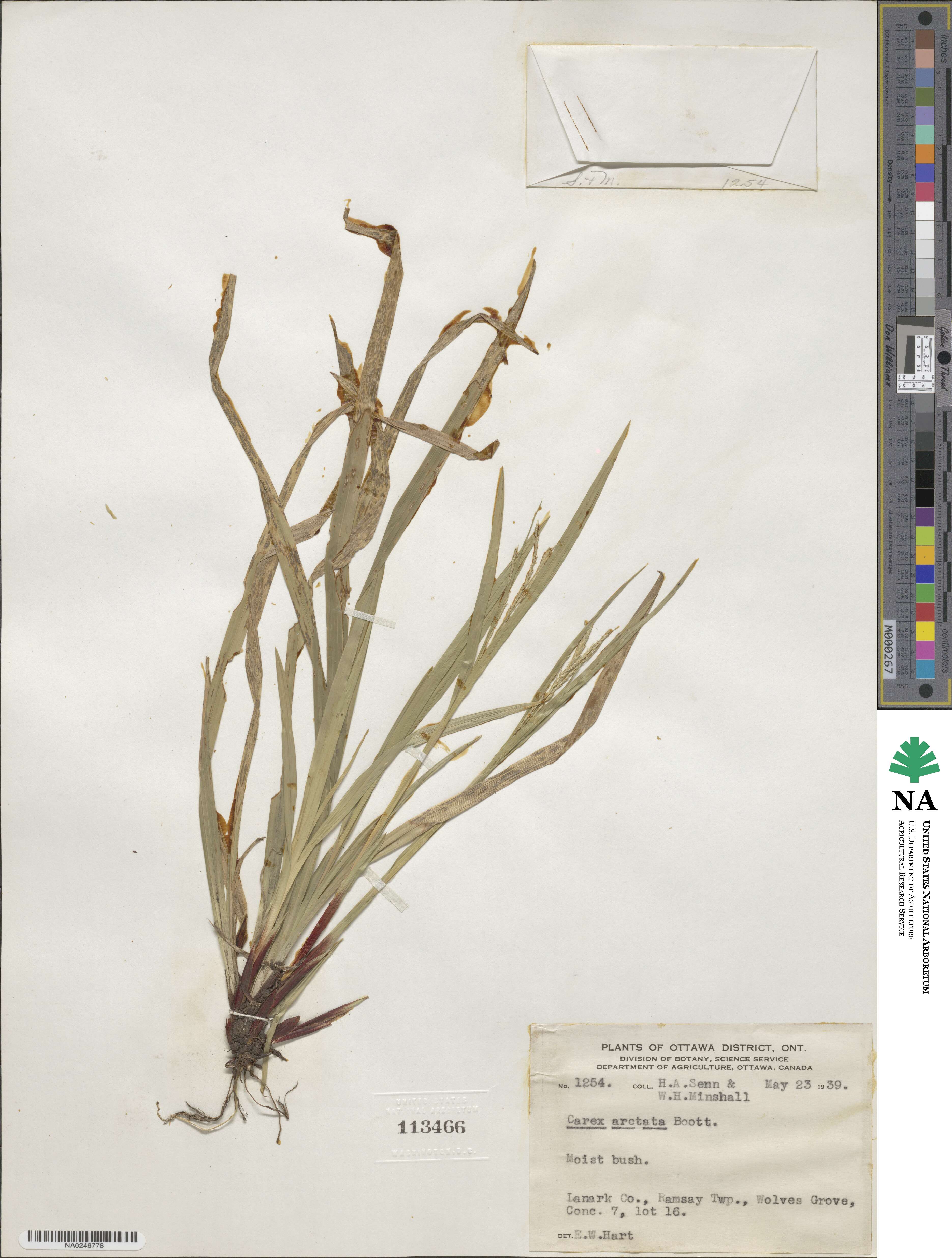 Carex arctata image