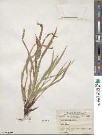 Carex arctata image