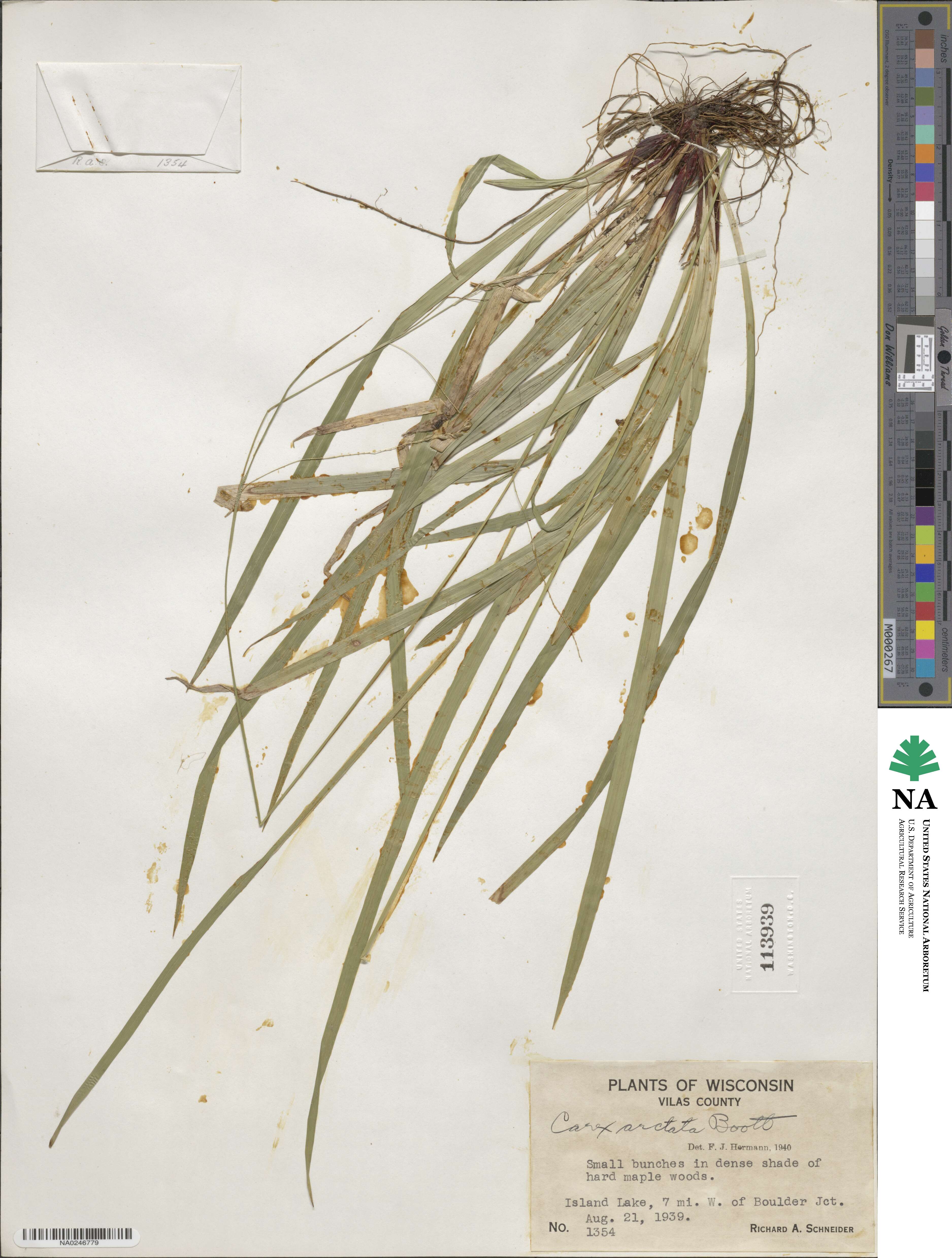 Carex arctata image