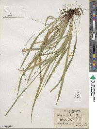 Carex arctata image