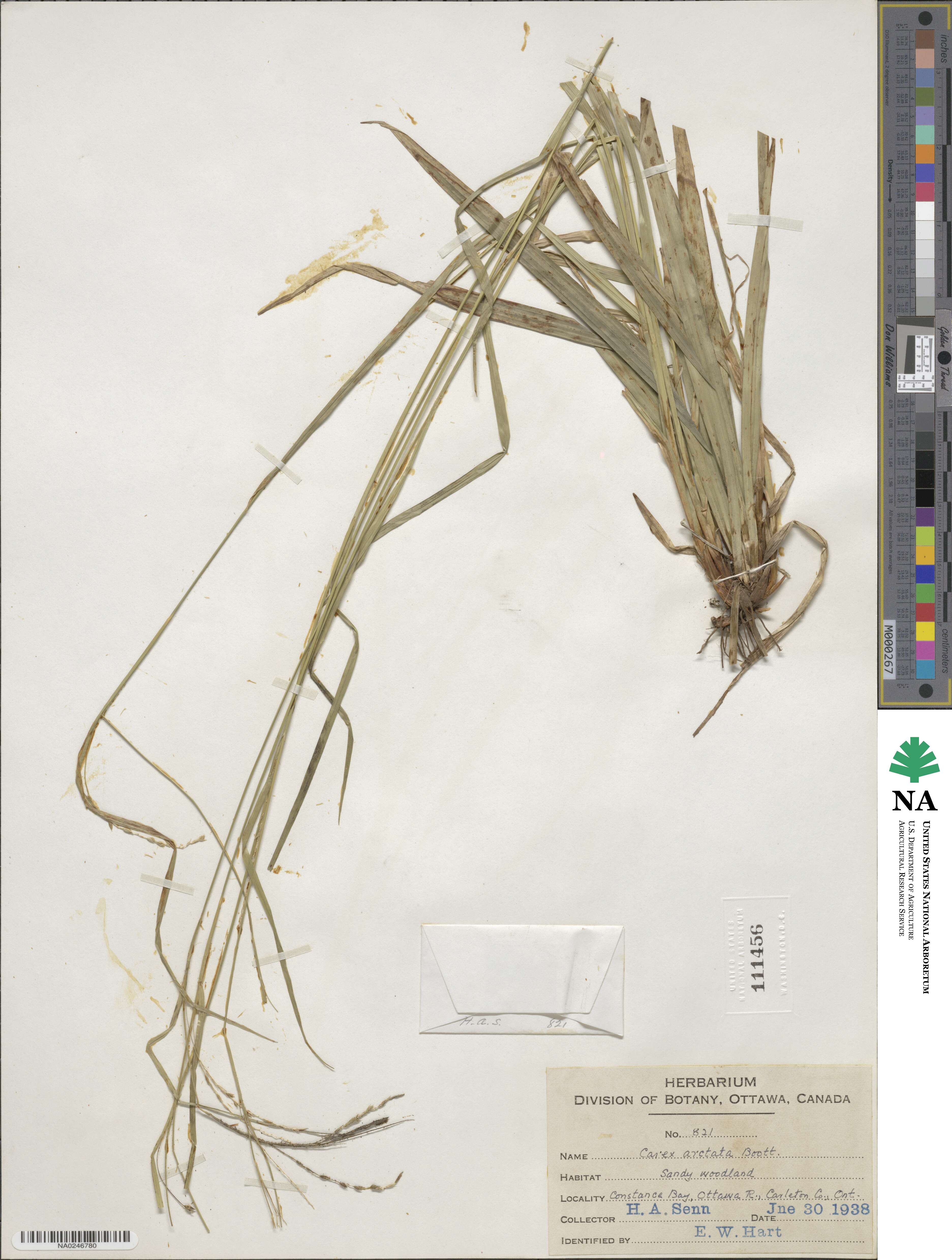 Carex arctata image