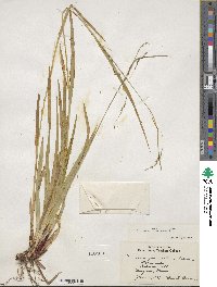 Carex arctata image