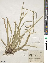 Carex arctata image