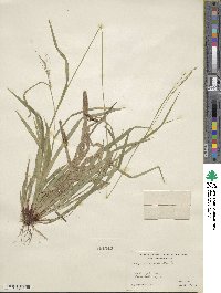 Carex arctata image