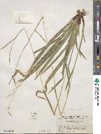 Carex arctata image