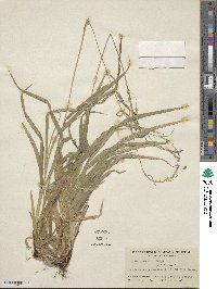 Carex arctata image