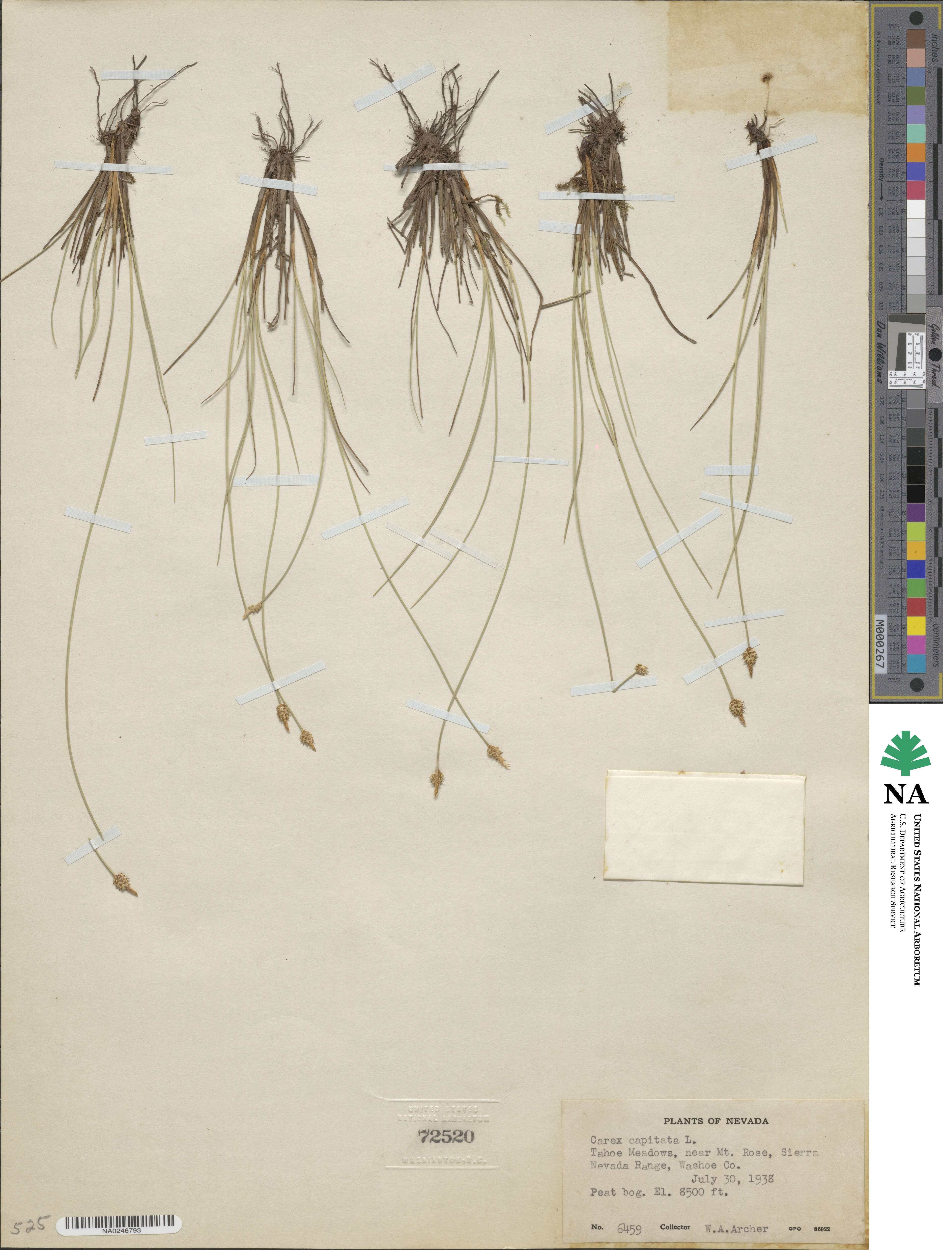 Carex arctogena image
