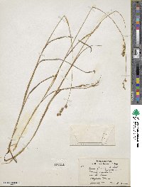 Image of Carex argyrantha