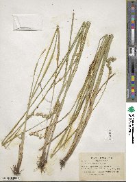 Carex argyrantha image