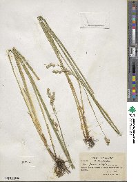 Carex argyrantha image