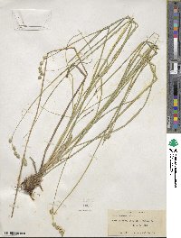 Carex argyrantha image