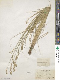 Carex argyrantha image