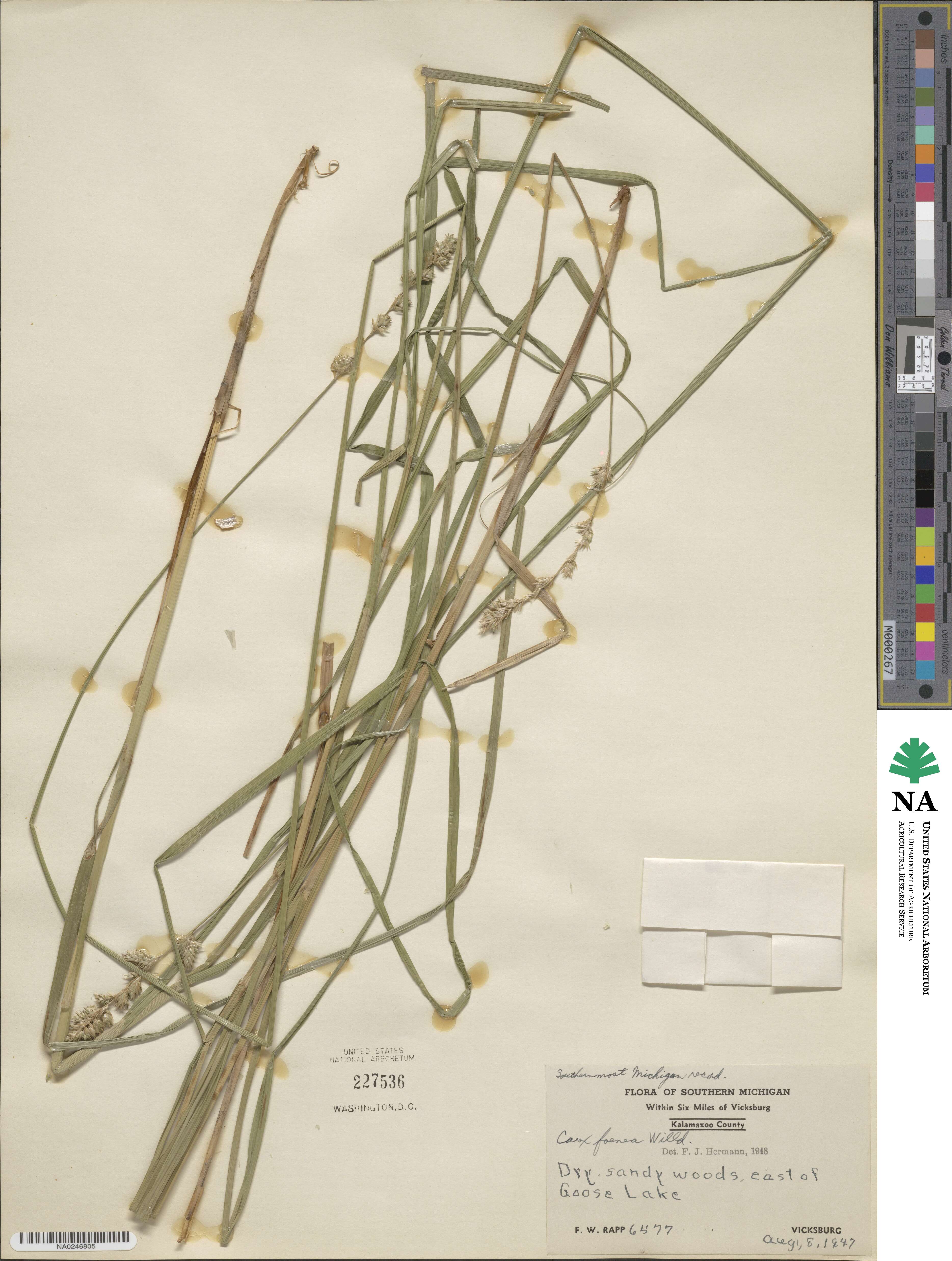 Carex argyrantha image