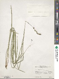 Carex argyrantha image