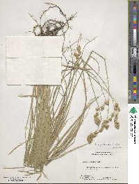 Carex argyrantha image