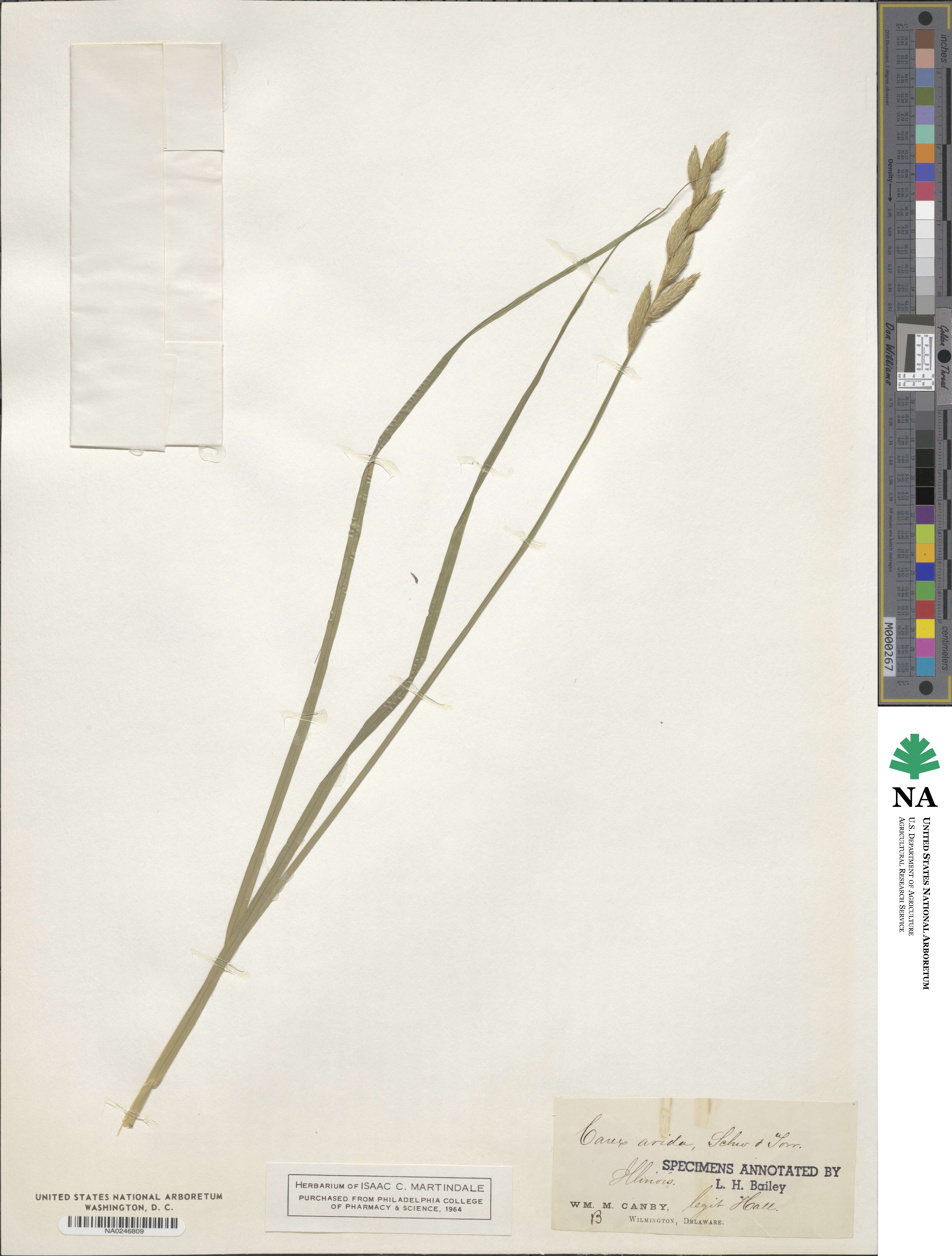 Carex arida image