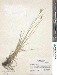 Carex arkansana image