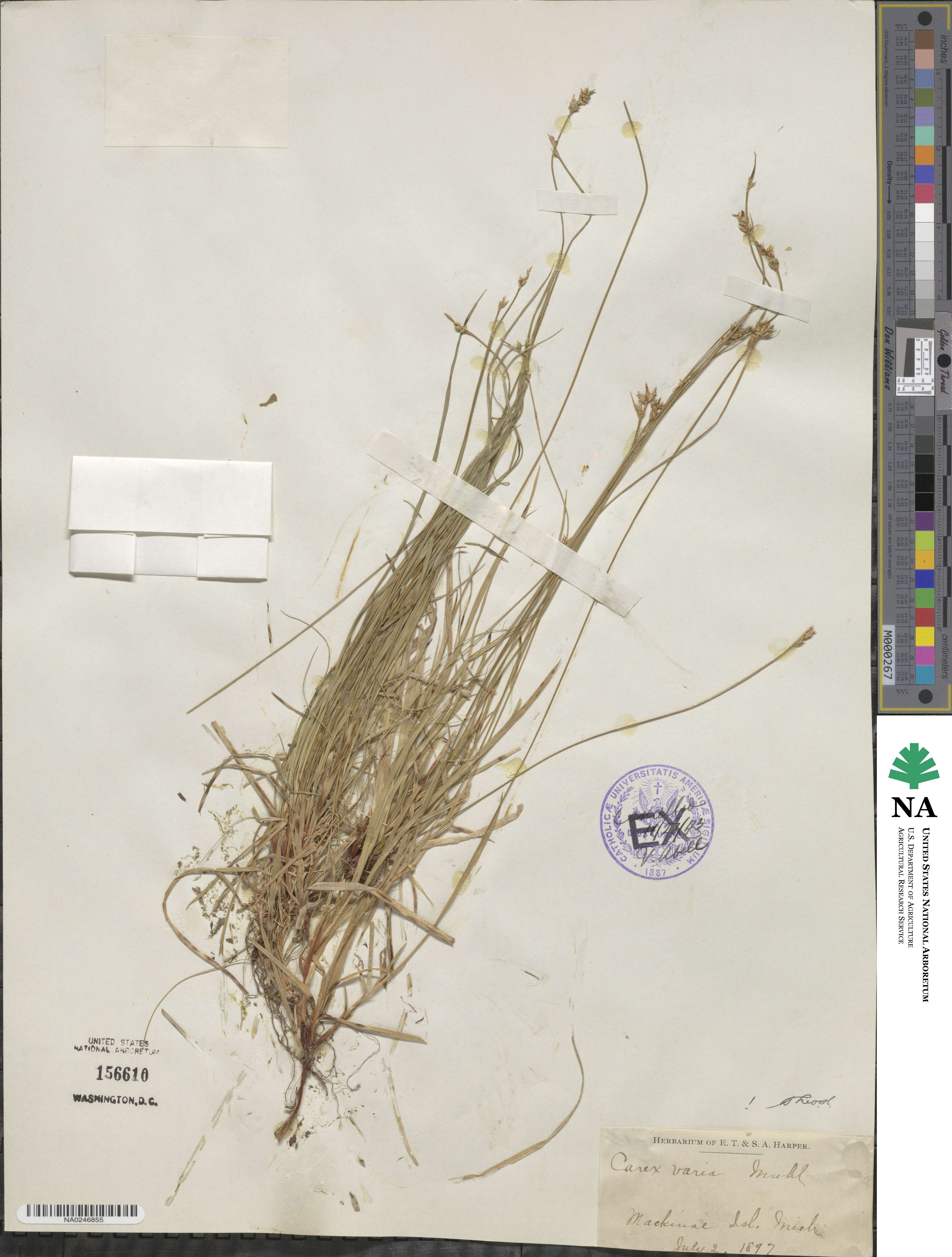 Carex albicans var. albicans image