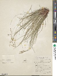 Carex albicans var. albicans image