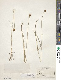 Carex athrostachya image