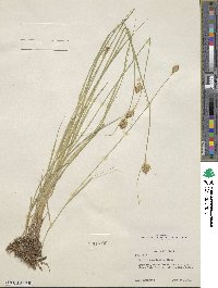 Carex athrostachya image